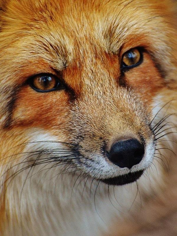 Animal Behaviour and Psychology Short Course